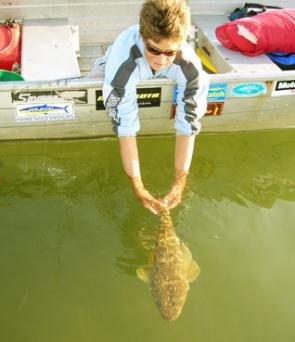 Local angler Stewart Pauline releasing one of many Bega River flathead that have been caught lately.